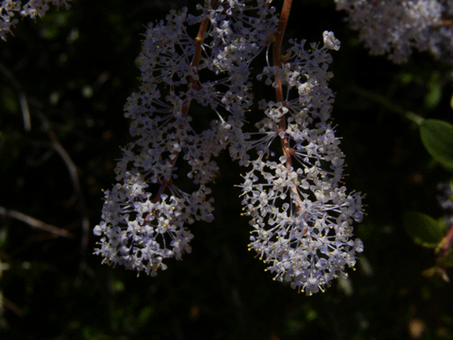 Ceanothus leucodermis flowers