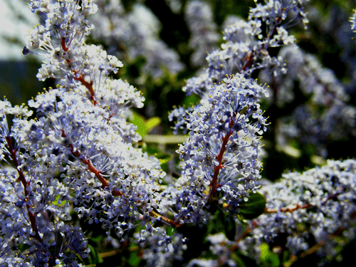 Ceanothus leucodermis flowers