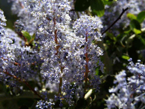 Ceanothus leucodermis flowers