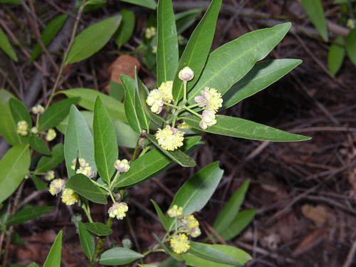 Umbellularia californica leaves and flowers