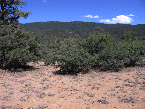 Cushion Buckwheat Scrub surrounded by Pinyon-Juniper Woodland
