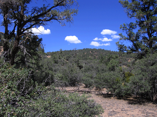 Pinyon-Juniper Woodland