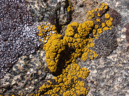 Precambrian Frazier Mountain augen gneiss with crustose lichens