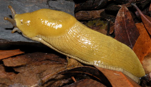 photo of Ariolimax columbianus stramineus