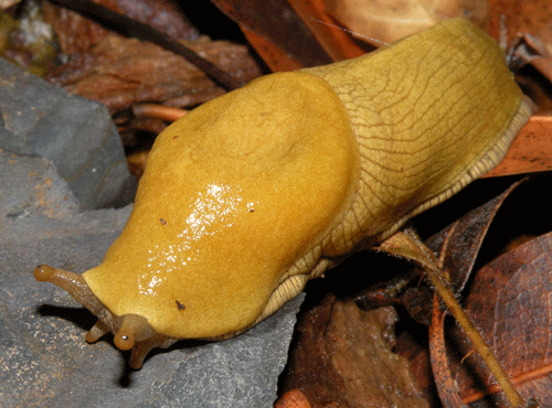 photo of Ariolimax columbianus stramineus