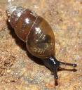 photo of Cochlicopa lubrica by Snails.talesblogspot.com