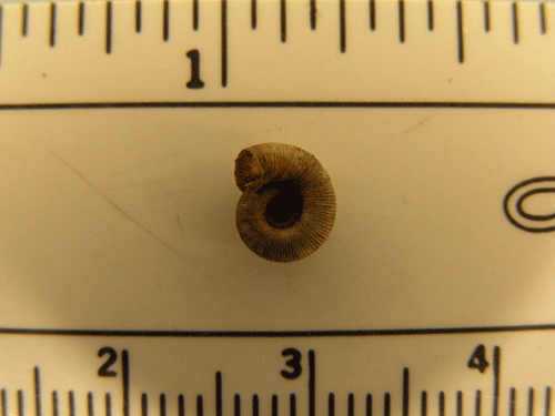photo of Haplotrema caelatum