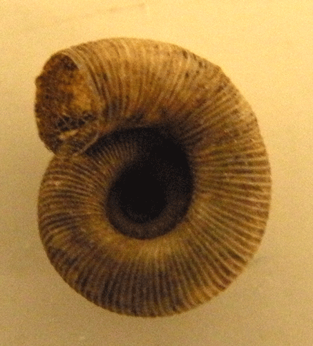 photo of Haplotrema caelatum