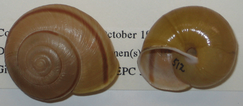 photo of Helminthoglypta phlyctaena