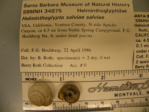 photo of Helminthoglypta salviae salviae