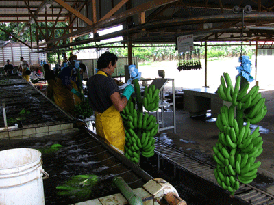 David Magney - Costa Rica - Tortuguero Region Banana Plantation Photos