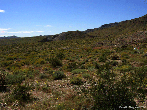 David Magney - Dead Mountains Wildflowers