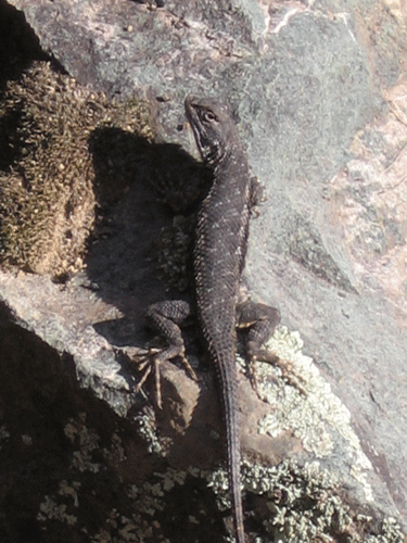 Western Fence Lizard