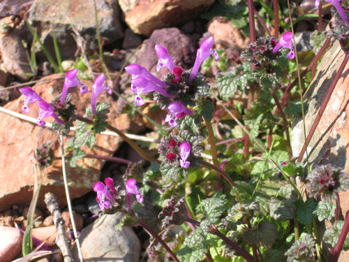 Lamium amplexicaule, Henbit, Lamiaceae