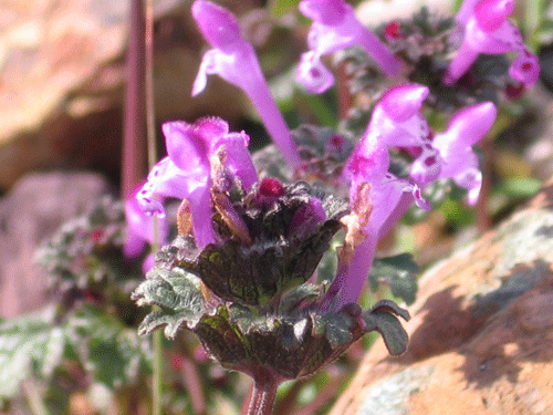 Lamium amplexicaule, Henbit, Lamiaceae