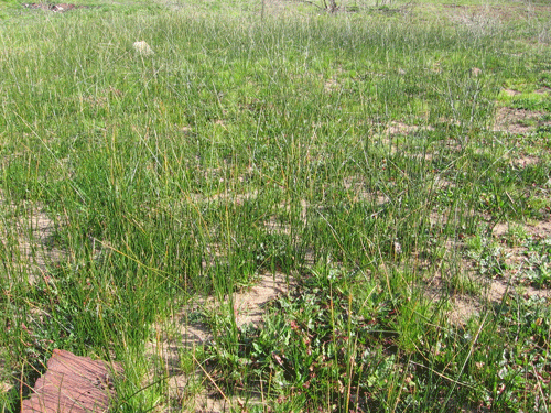 Juncus balticus mexicanus