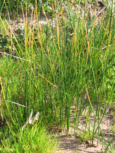 Juncus balticus mexicanus