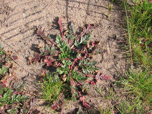 Erodium botrys