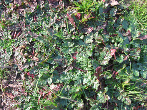 Erodium botrys