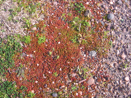 Crassula connata