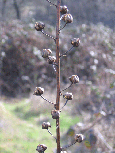 Verbascum blattaria