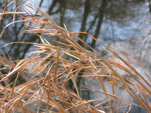 Schizachyrium scaparium