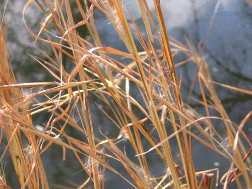 Schizachyrium scaparium