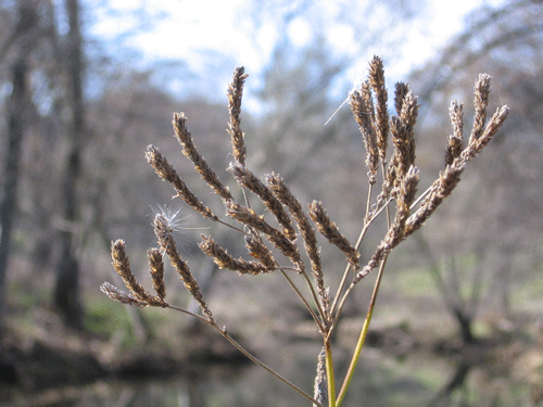 Verbena bonariensis