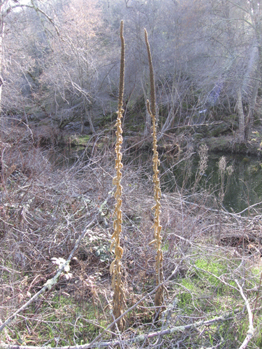 Verbascum thapsus