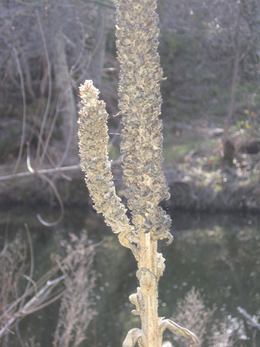 Verbascum thapsus