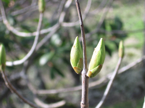 Aesculus californicus buds