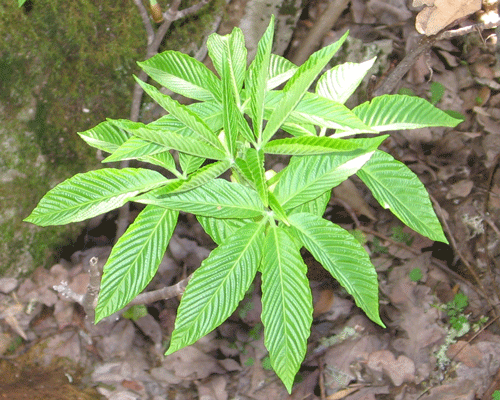 Aesculus californicus new leaves 18 February 2008