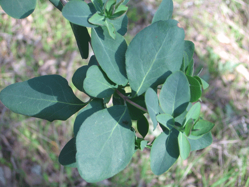 Lonicera subspicata var. denudata