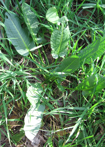 Rumex crispus