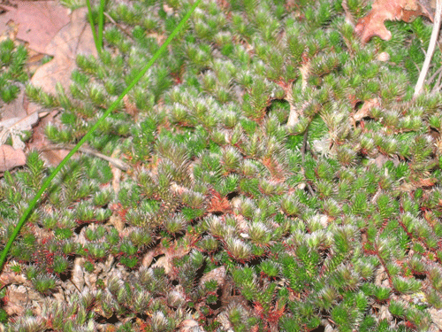 Selaginella hansenii