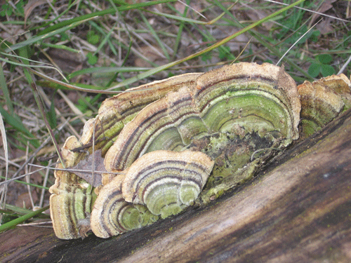 Coriolus versicolor