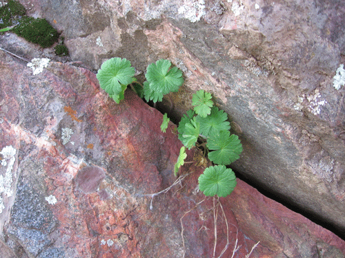 Geranium