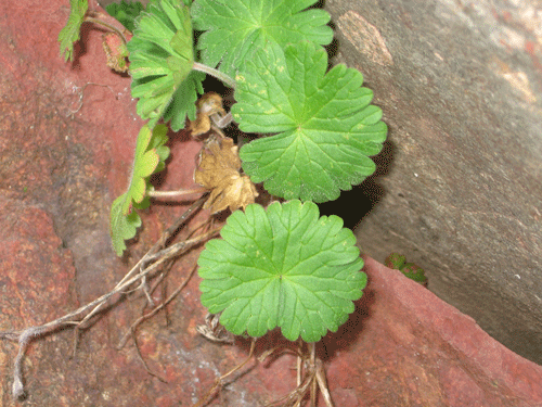 Geranium