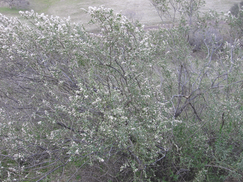 Ceanothus cuneatus