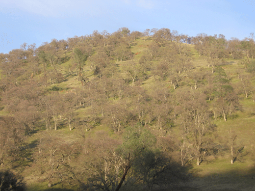 Blue Oak Woodland