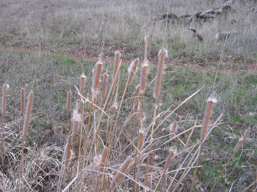 Typha domingensis