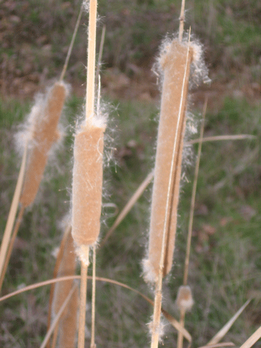 Typha domingensis