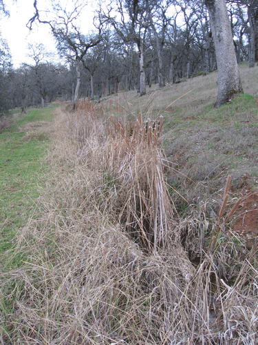 Typha domingensis