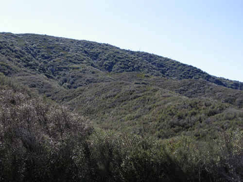 North slope chaparral