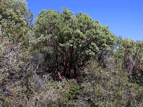 Arctostaphylos glauca