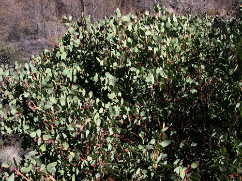 Arctostaphylos glauca