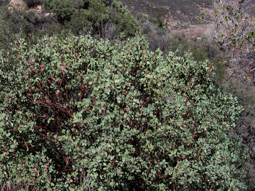 Arctostaphylos glauca
