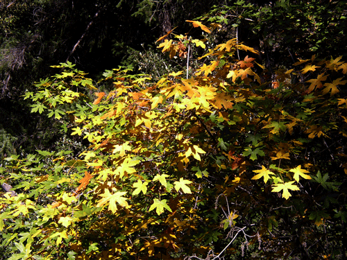 Acer macrophylla in Fall color
