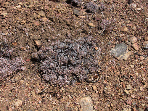 Eriogonum kennedyi