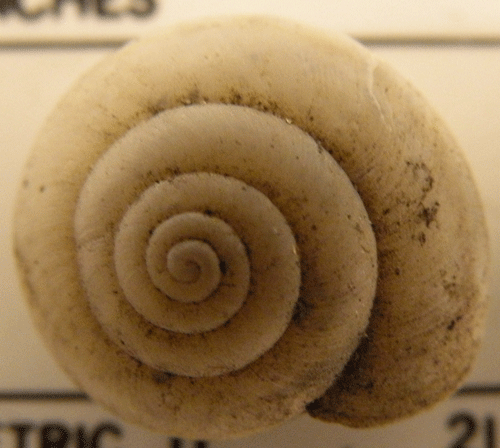 photo of Helminthoglypta salviae salviae